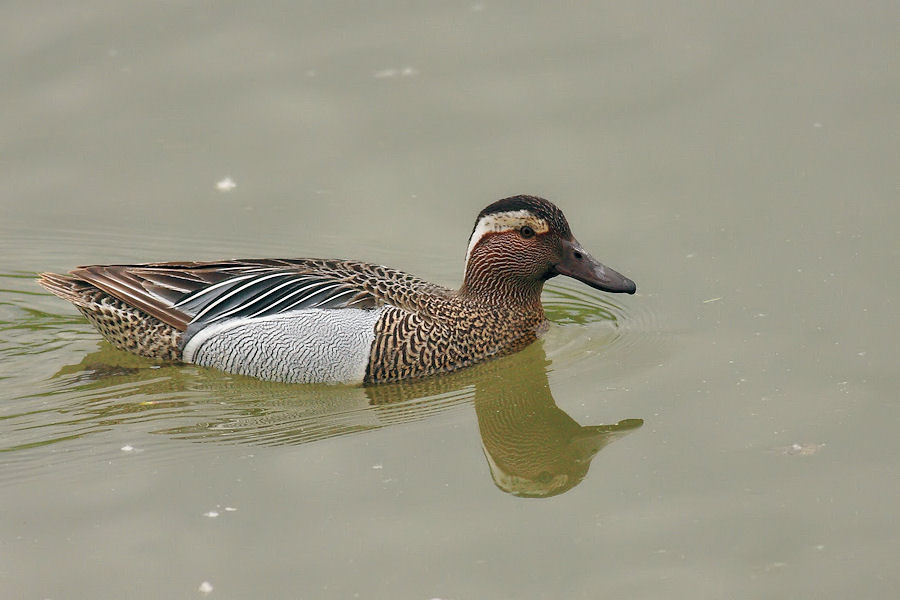 Marzaiola